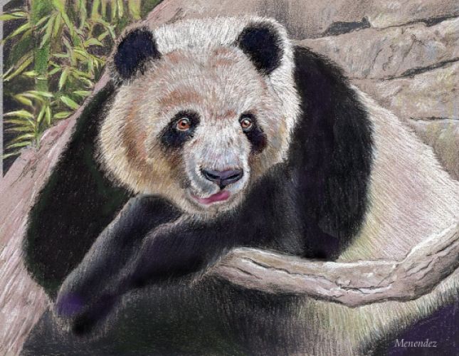 Giant Panda  Mark Menendez May 12, 2026